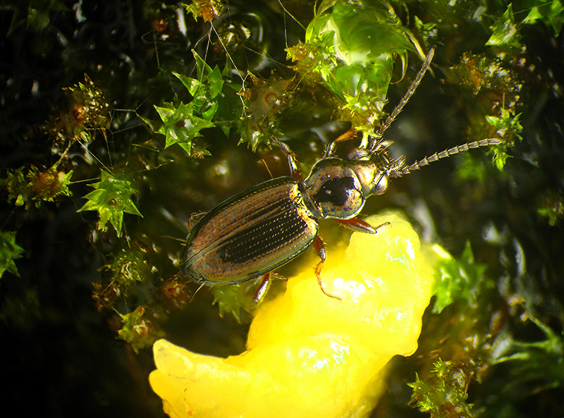 Carabidi piccolissimi: Metallina properans